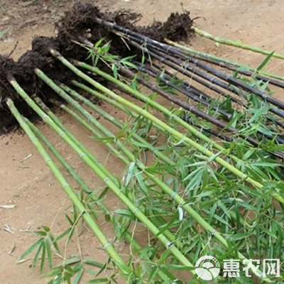 紫竹苗金鑲玉竹紫竹庭院種植四季常青地栽綠化植物黃金竹毛竹青