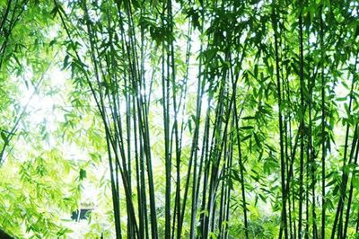 竹子種子種植要多久才能發(fā)芽