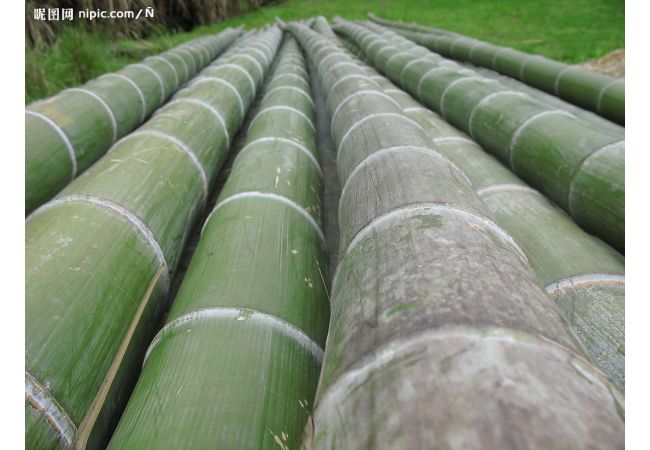 供應(yīng) 金鑲玉竹苗圍墻竹子庭院綠化-毛竹產(chǎn)業(yè)網(wǎng)