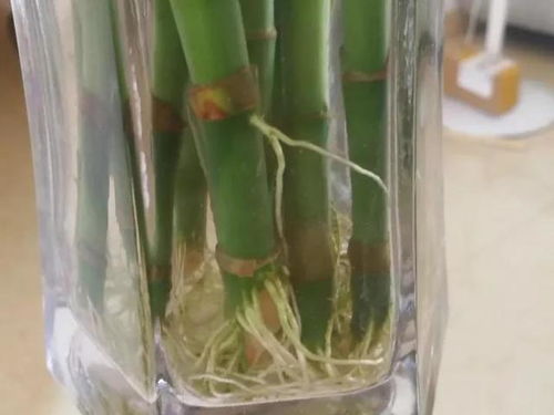富貴竹買1次死1次 放根鐵釘是無效的,先做對(duì)3步,長根才能養(yǎng)好