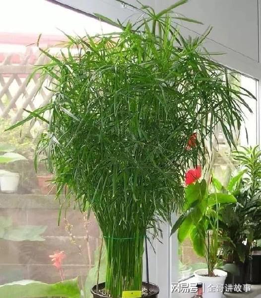 并不是帶個(gè) 竹 字的植物就是竹子植物,這些假竹子都很好養(yǎng)