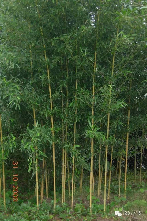華安有全國罕見的竹類植物園,有你最熟悉的人種的竹子。