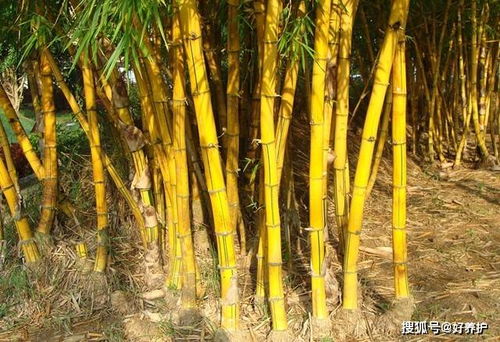 個(gè)頭不大,可顏值逆天的3種觀賞竹