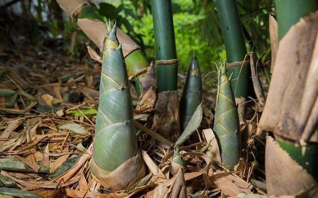 竹子開花,必有災(zāi)難?科學(xué)家:不是啥好事