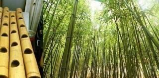 種菜不用盆,幾根竹子一節(jié)一節(jié)鉆孔,種的菜不占地又漂亮