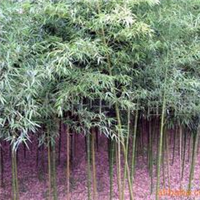 供應(yīng)苗木紅葉小檗、竹桃、花桃、花木(圖)