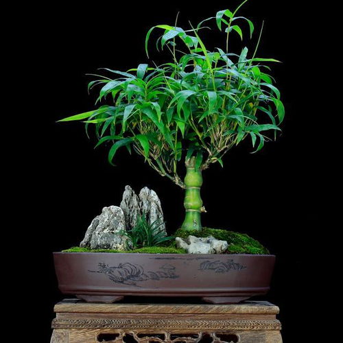 家里養(yǎng)5種 吉祥竹 ,富貴不俗,好日子節(jié)節(jié)高升