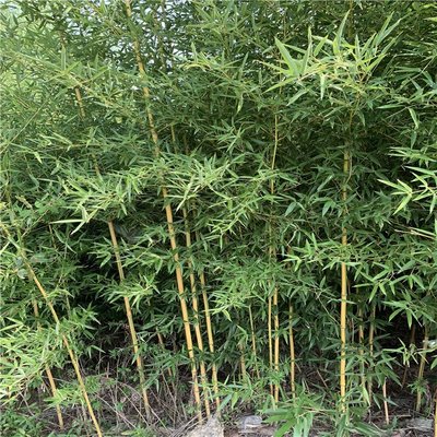 金鑲玉竹 綠色條紋 隔離帶綠化 種植基地貨源充足