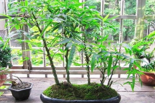 家里能種竹子嗎 能種,并且是屬于十分雅致的一類盆栽