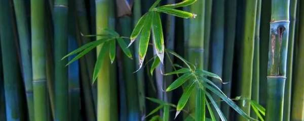 結(jié)婚砍竹子干嘛