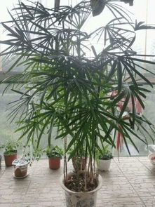 夏天養(yǎng)盆它,吸甲醛降溫度,家里立馬變氧吧