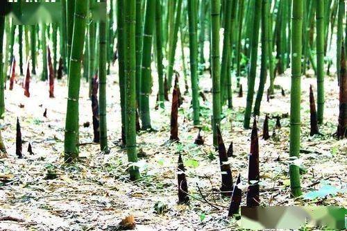 農(nóng)村竹筍吃掉一棵就少一棵,為何農(nóng)民每年都要挖竹筍?_竹子