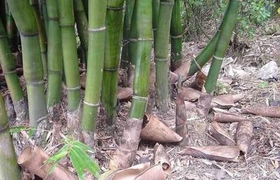 竹子也能開花結(jié)果,但我們用另一種方法繁殖,家庭盆栽竹子須知