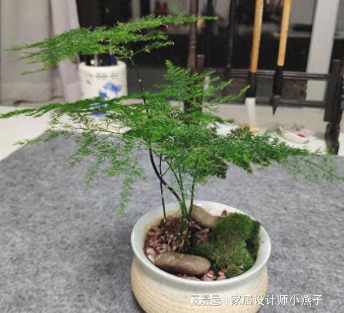黑暗中的綠色奇跡 9種耐陰盆栽,讓你家里綠意盎然