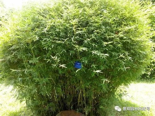 24種常用竹子,你認識幾種