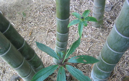 南方野外一植物,人人做夢都想挖到,直言300多元一斤,啥樣子