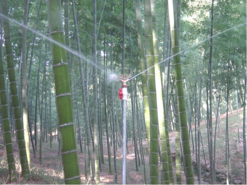 毛竹覆蓋實用技術要點