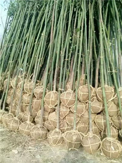 楊凌樹苗哪里有賣的 西安近的苗圃基地