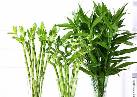 養(yǎng)富貴竹,用1種 水 ,葉綠根壯,大白根呼呼竄 柳樹枝
