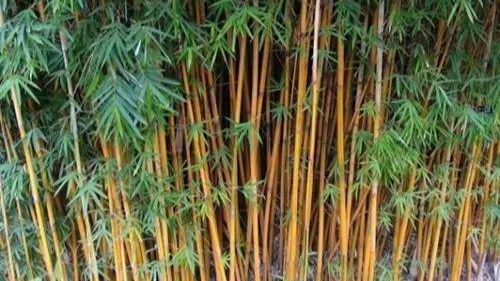每天認識一味中藥材 竹子