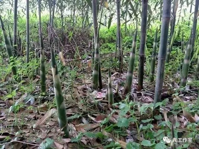 竹文化:湖南優(yōu)質農產品郴州本地春筍品種系列介紹