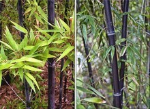 【植梅蘭】最新最全植梅蘭 產品參考信息