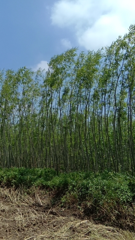 竹柳廠家這就是大家都在找的柳樹苗種植基地這種產品的快速生長能