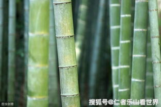 竹子與中國文化