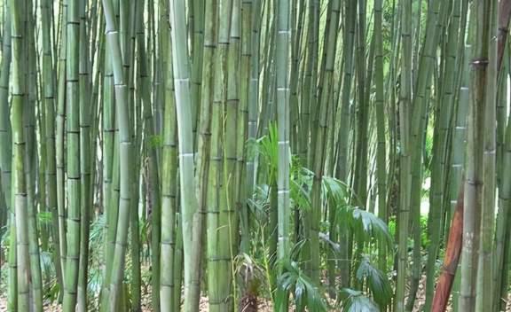 清華簡用的是 鋼竹 ,這種竹子野外已經(jīng)找不到,屬于瀕危的植物